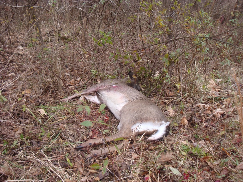 2016 rifleashelay.jpg