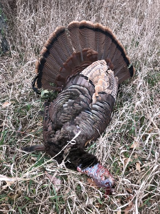 5ada61c7c1f55_1st2018MOgobbler.thumb.jpg.8244c368e54e1fd4e8be2a824e64e8c6.jpg