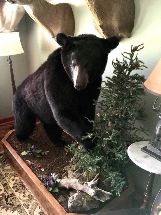 Manitoba Bear Mount 2.jpg