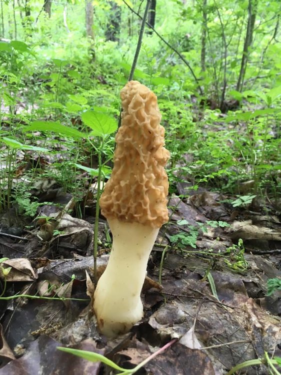 Morel 2.jpg