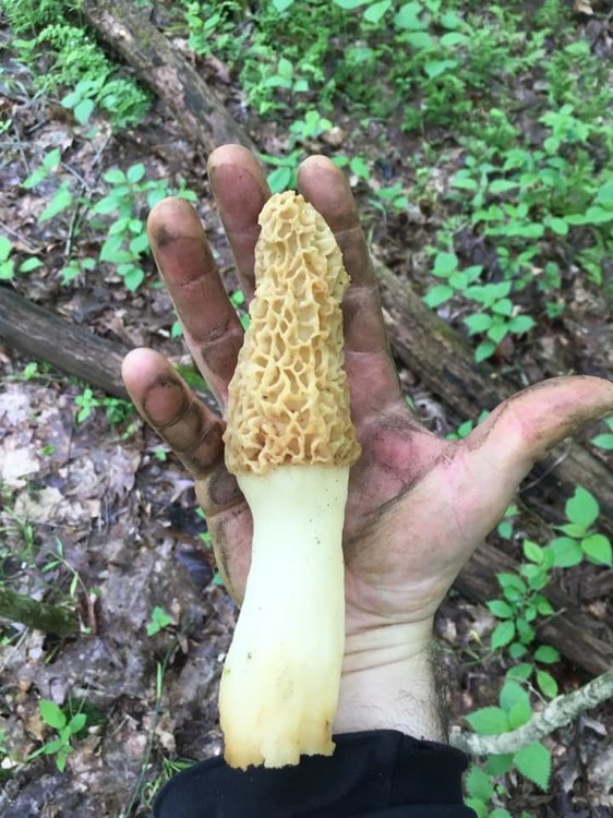 Morel 1.jpg
