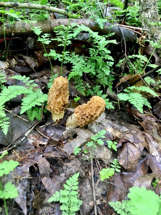 Morels.jpg