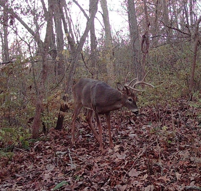 Bolt Right Side RT.JPG