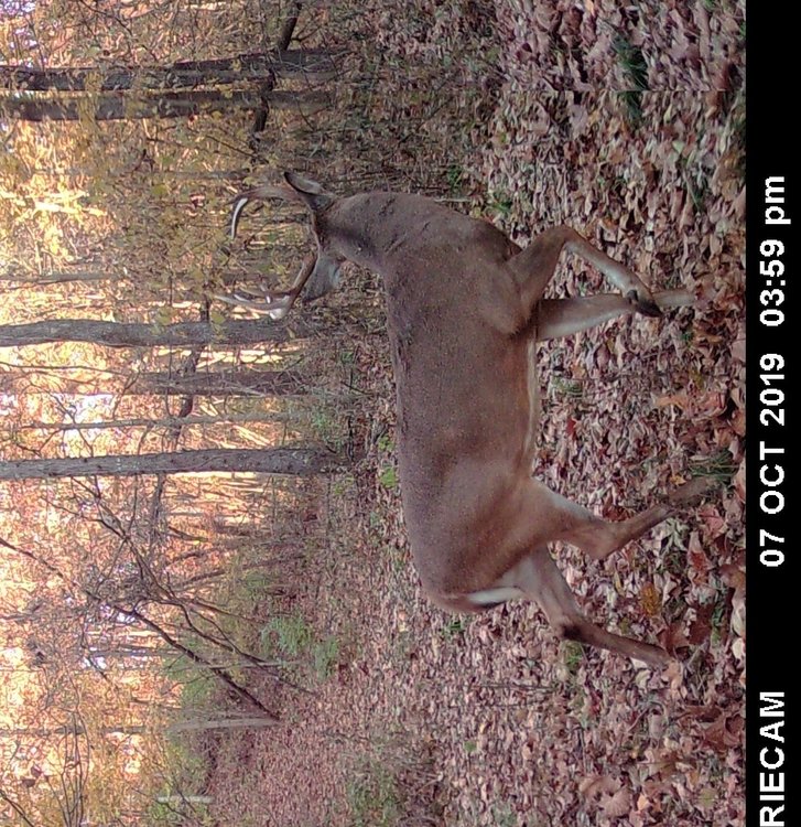 Right Jack Large.JPG