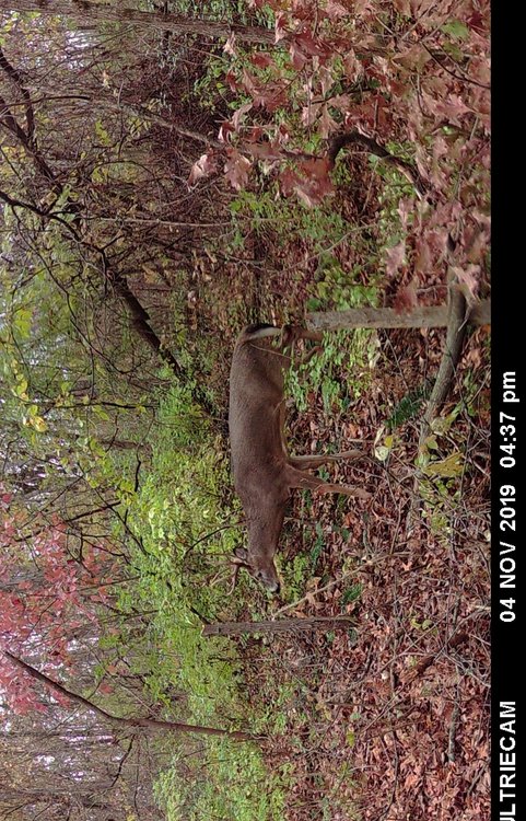 Umberella 8 Large.JPG