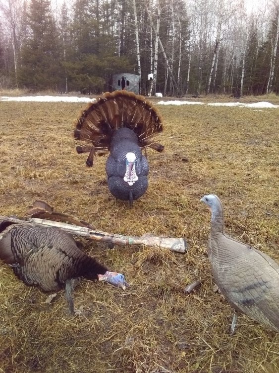 22 gobbler pic.JPG