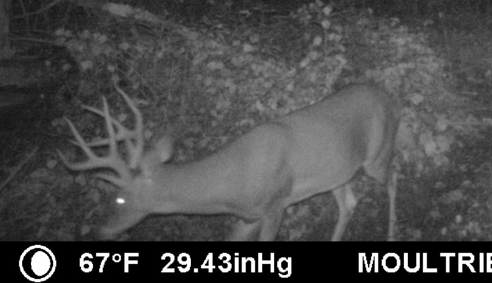 Unicorn Buck September.jpg