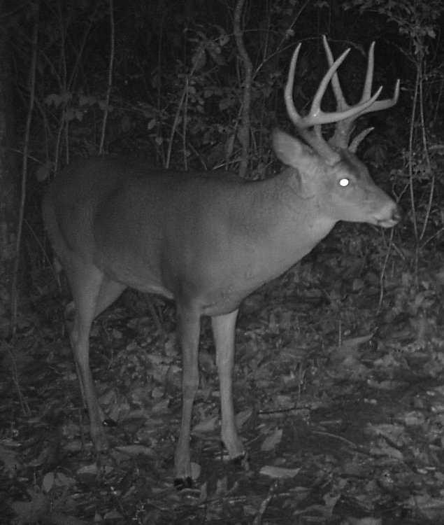 Unicorn Buck 10.25.22 Best.JPG