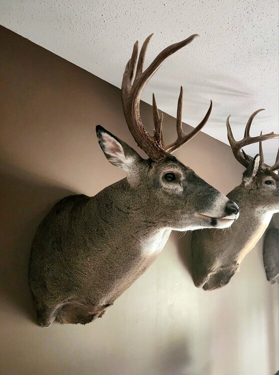 Whitetail.jpg